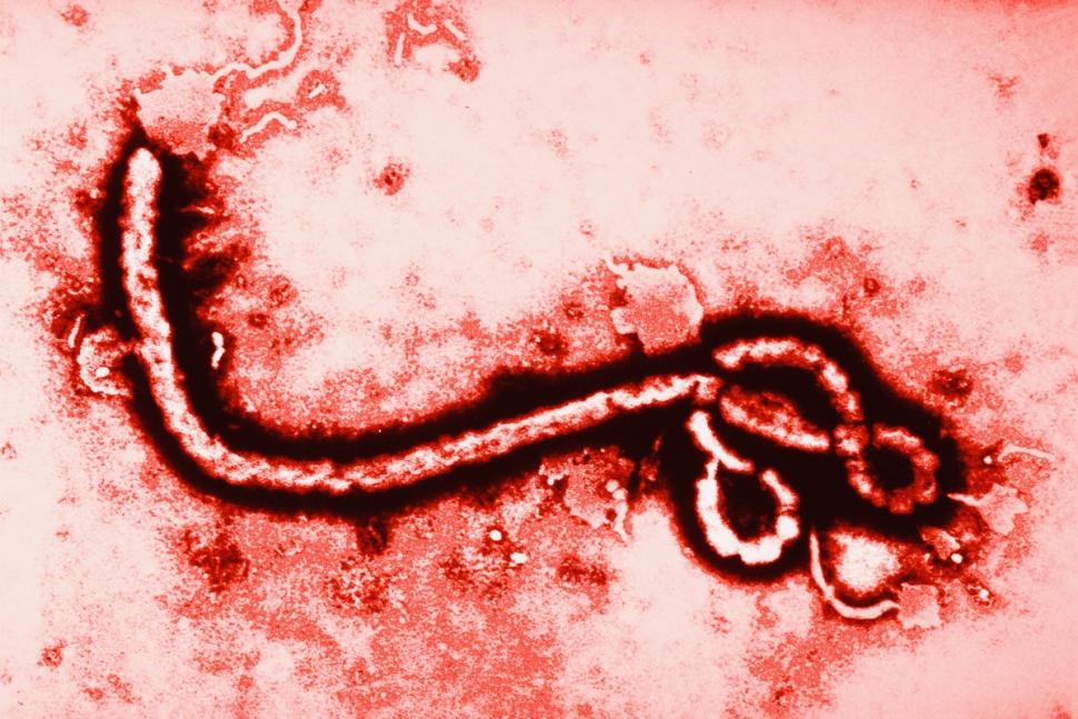 Dunia Waspada Ebola (1)